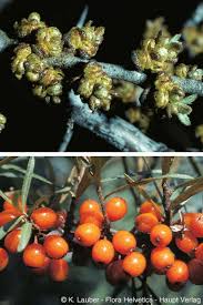 Attēlu rezultāti vaicājumam “Hippophae rhamnoides leaf”