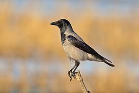 Attēlu rezultāti vaicājumam “Corvus cornix adult”