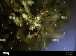 Attēlu rezultāti vaicājumam “Neckera crispa”