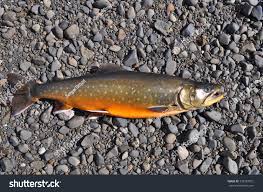 Image result for Salvelinus alpinus