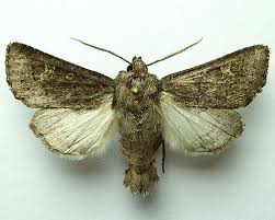 Attēlu rezultāti vaicājumam “Tholera cespitis”