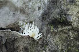 Attēlu rezultāti vaicājumam “Lentaria sp.”