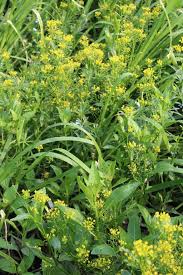 Attēlu rezultāti vaicājumam “Rorippa amphibia”