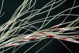 Attēlu rezultāti vaicājumam “Najas tenuissima leaf”