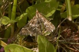 Attēlu rezultāti vaicājumam “Diasemia reticularis”