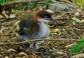 Attēlu rezultāti vaicājumam “Mergus merganser juvenile”