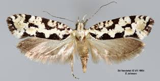 Attēlu rezultāti vaicājumam “Ypsolopha sequella”