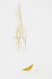 Attēlu rezultāti vaicājumam “Argyresthia spinosella”