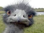 germ@namur: The Emu