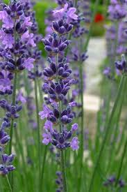 Attēlu rezultāti vaicājumam “Lavandula angustifolia bud”