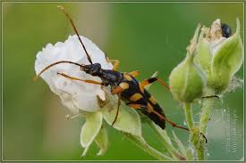 Attēlu rezultāti vaicājumam “Strangalia attenuata”