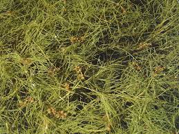 Attēlu rezultāti vaicājumam “Stuckenia pectinata leaf”