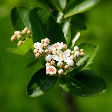 Attēlu rezultāti vaicājumam “Aronia melanocarpa bud”