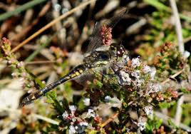 Attēlu rezultāti vaicājumam “Brachytron pratense”