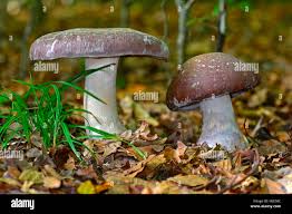 Attēlu rezultāti vaicājumam “Cortinarius praestans”