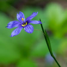 Attēlu rezultāti vaicājumam “Sisyrinchium montanum”