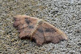 Attēlu rezultāti vaicājumam “Idaea emarginata”