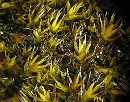 Attēlu rezultāti vaicājumam “Grimmia muehlenbeckii”