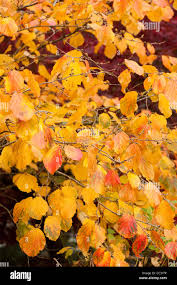 Attēlu rezultāti vaicājumam “Hamamelis mollis”