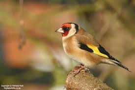 Attēlu rezultāti vaicājumam “Carduelis carduelis”