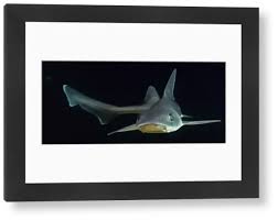 Image result for Mustelus asterias