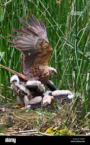 Attēlu rezultāti vaicājumam “Circus aeruginosus adult”