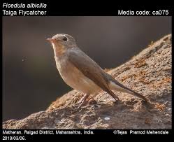 Image result for Ficedula albicilla