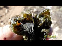 Attēlu rezultāti vaicājumam “Ascotremella faginea”