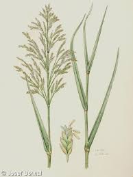 Attēlu rezultāti vaicājumam “Glyceria maxima”