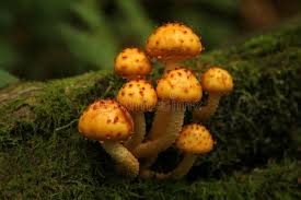 Attēlu rezultāti vaicājumam “Pholiota squarrosoides”