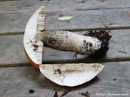 Attēlu rezultāti vaicājumam “Leccinum versipelle”