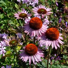 Image result for Echinacea Lustre hybrids