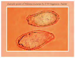 Attēlu rezultāti vaicājumam “Milesina murariae”
