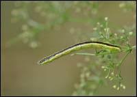 Attēlu rezultāti vaicājumam “Catarhoe cuculata”