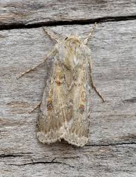 Attēlu rezultāti vaicājumam “Agrotis ripae larva”