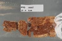 Attēlu rezultāti vaicājumam “Antrodia mellita”