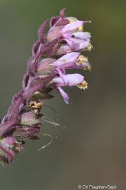 Attēlu rezultāti vaicājumam “Odontites vulgaris leaf”