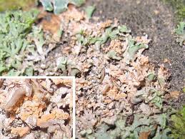 Attēlu rezultāti vaicājumam “Erythricium aurantiacum”