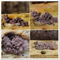 Attēlu rezultāti vaicājumam “Arcyria minuta spores”