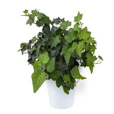 Attēlu rezultāti vaicājumam “Hedera helix”