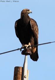 Attēlu rezultāti vaicājumam “Aquila chrysaetos”