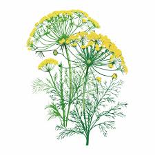 Image result for Dill