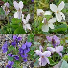 Attēlu rezultāti vaicājumam “Viola odorata leaf”