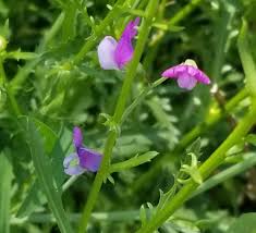 Attēlu rezultāti vaicājumam “Lathyrus sylvestris fruit”