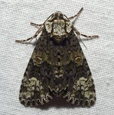 Attēlu rezultāti vaicājumam “Craniophora ligustri imago”