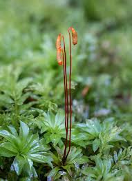 Attēlu rezultāti vaicājumam “Rhodobryum roseum”