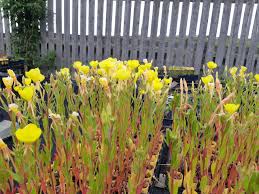 Image result for Oenothera biennis