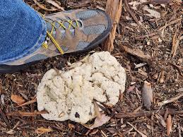 Attēlu rezultāti vaicājumam “Fuligo septica var. rosea spores”