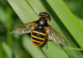 Attēlu rezultāti vaicājumam “Sericomyia silentis”