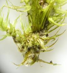 Attēlu rezultāti vaicājumam “Dicranum polysetum sporophyte”